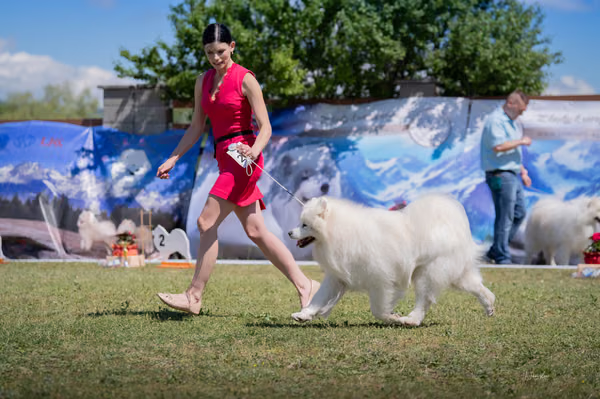 Samojed klub SK — DSC03227