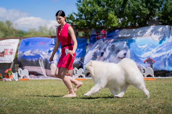 Samojed klub SK — DSC03228