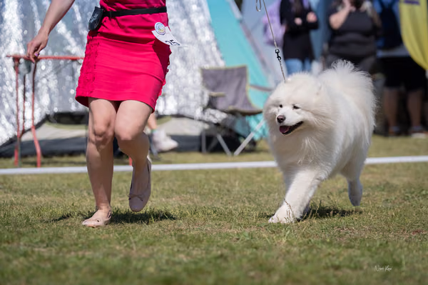 Samojed klub SK — DSC03244