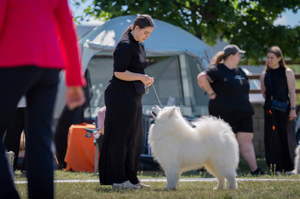 Samojed klub SK — DSC03182