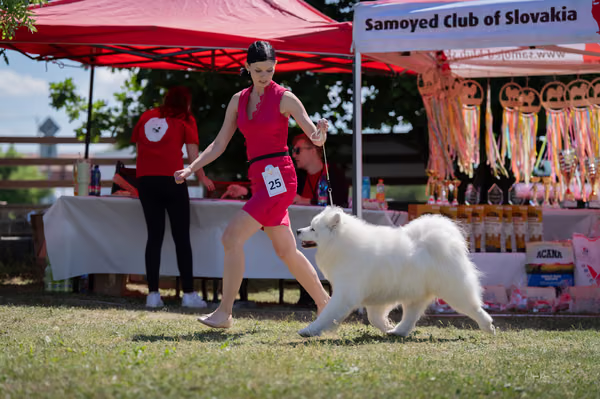 Samojed klub SK — DSC03195