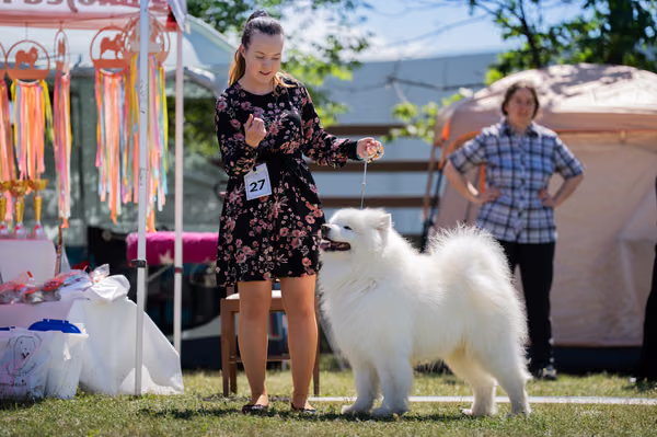 Samojed klub SK — DSC03185
