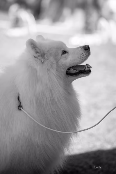 Samojed klub SK — DSC03213