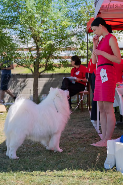Samojed klub SK — DSC03216