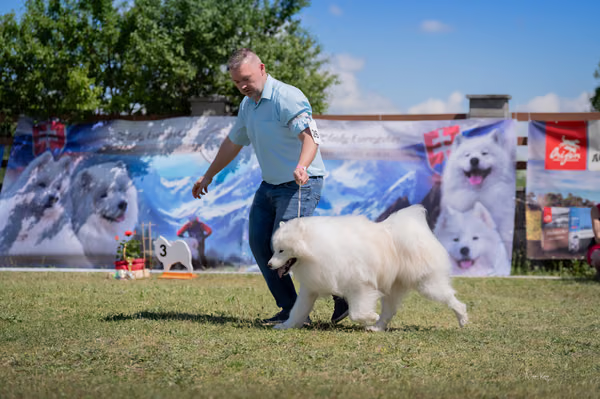 Samojed klub SK — DSC03257