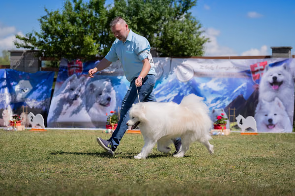 Samojed klub SK — DSC03258