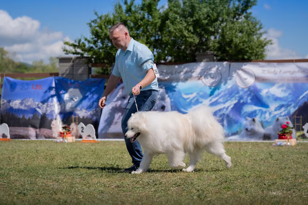 Samojed klub SK — DSC03259