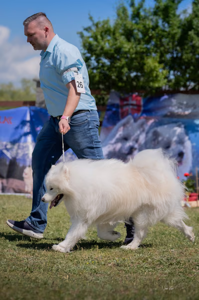Samojed klub SK — DSC03260
