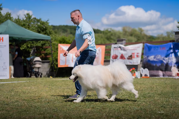 Samojed klub SK — DSC03263