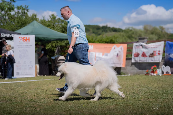 Samojed klub SK — DSC03264