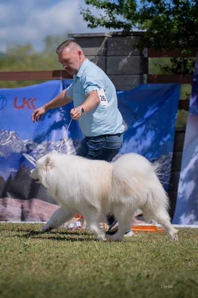 Samojed klub SK — DSC03265