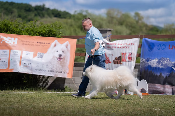 Samojed klub SK — DSC03268