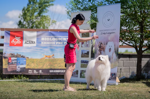 Samojed klub SK — DSC03248