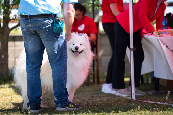 Samojed klub SK — DSC03251
