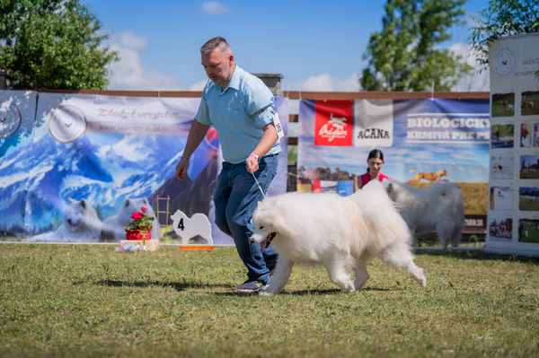 Samojed klub SK — DSC03255