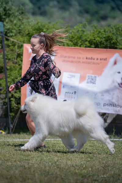 Samojed klub SK — DSC03321