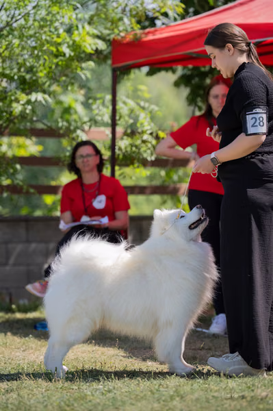 Samojed klub SK — DSC03331