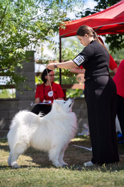 Samojed klub SK — DSC03340
