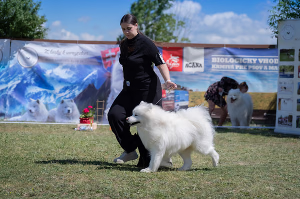 Samojed klub SK — DSC03344