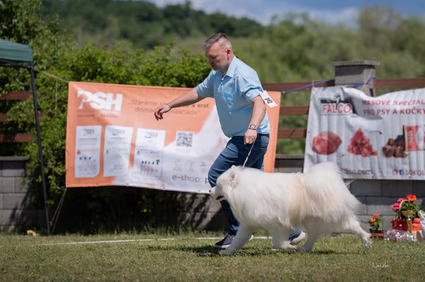 Samojed klub SK — DSC03269