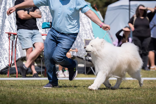 Samojed klub SK — DSC03275