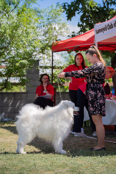 Samojed klub SK — DSC03281