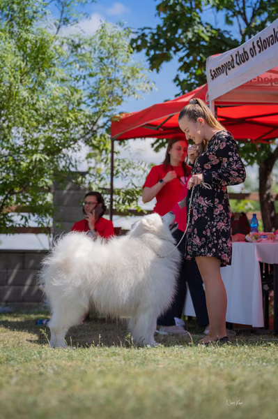 Samojed klub SK — DSC03289