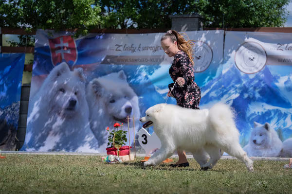 Samojed klub SK — DSC03312