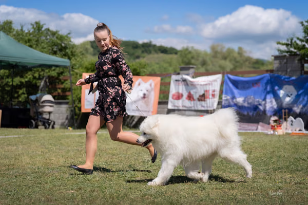 Samojed klub SK — DSC03308