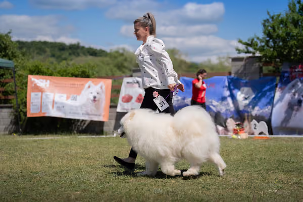 Samojed klub SK — DSC03683