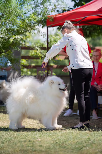 Samojed klub SK — DSC03673