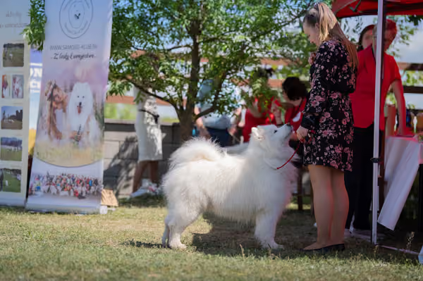 Samojed klub SK — DSC03661