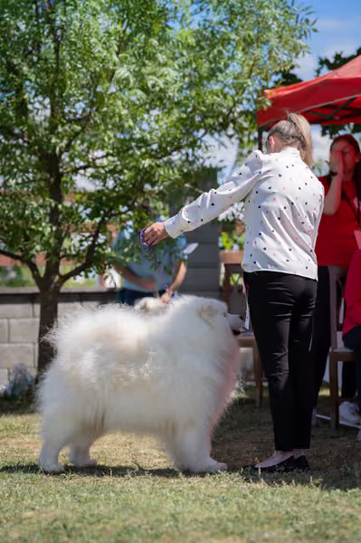 Samojed klub SK — DSC03669