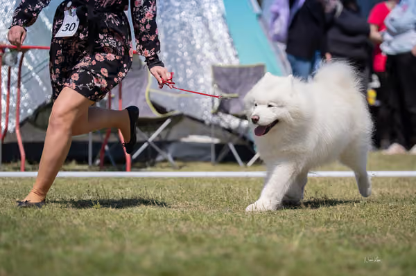 Samojed klub SK — DSC03656