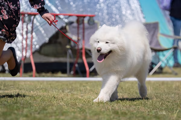 Samojed klub SK — DSC03658