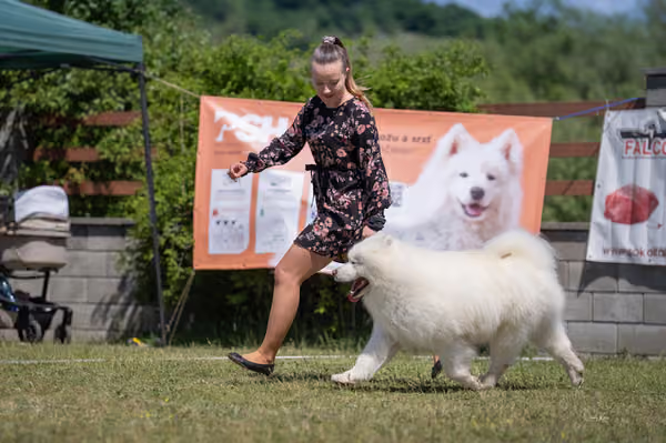 Samojed klub SK — DSC03653