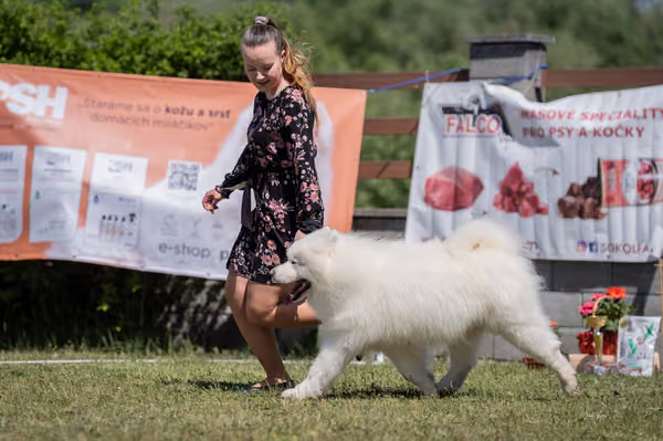Samojed klub SK — DSC03652
