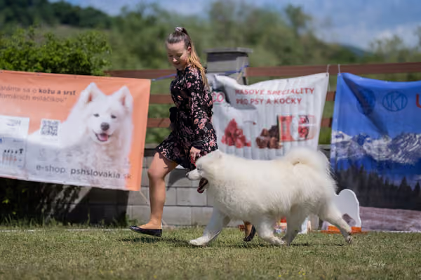 Samojed klub SK — DSC03651