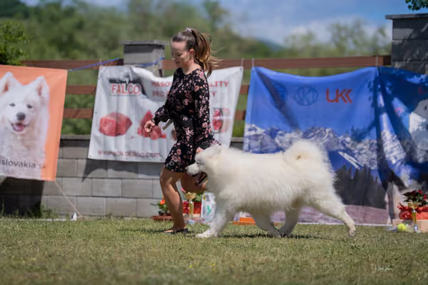 Samojed klub SK — DSC03650