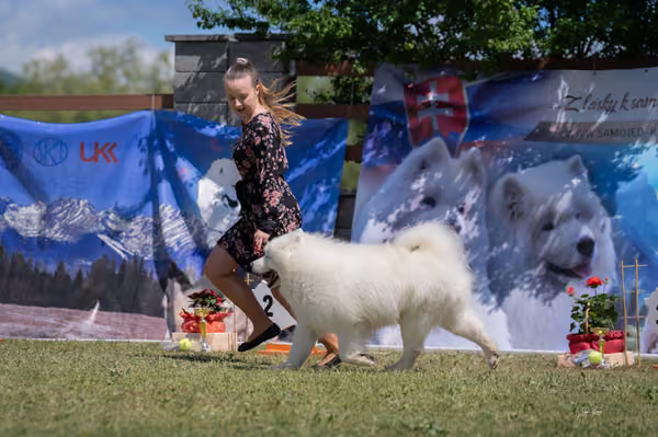Samojed klub SK — DSC03647