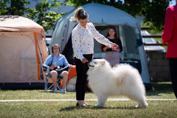 Samojed klub SK — DSC03519