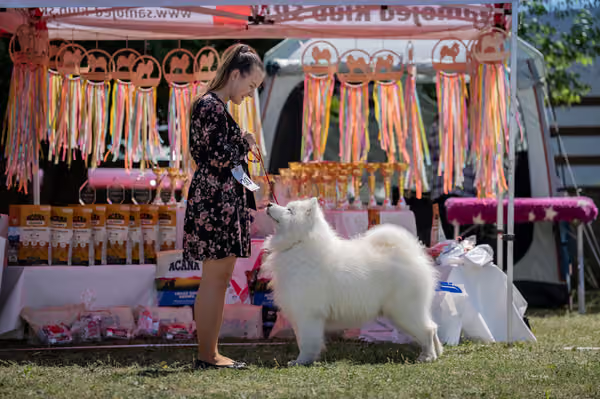 Samojed klub SK — DSC03527