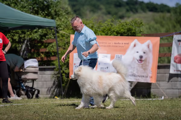 Samojed klub SK — DSC03613