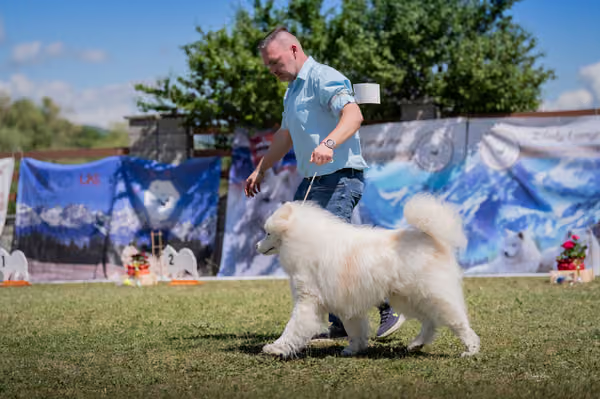 Samojed klub SK — DSC03600
