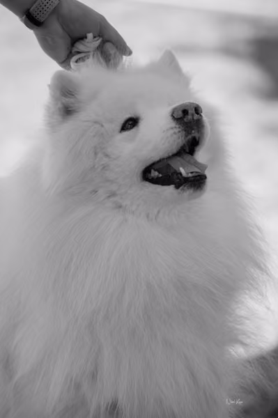 Samojed klub SK — DSC03580