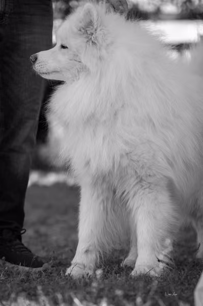 Samojed klub SK — DSC03566
