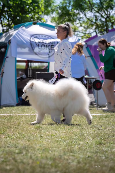 Samojed klub SK — DSC03560