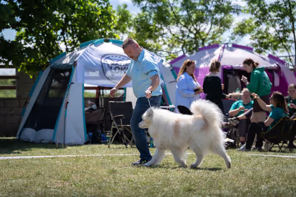 Samojed klub SK — DSC03551