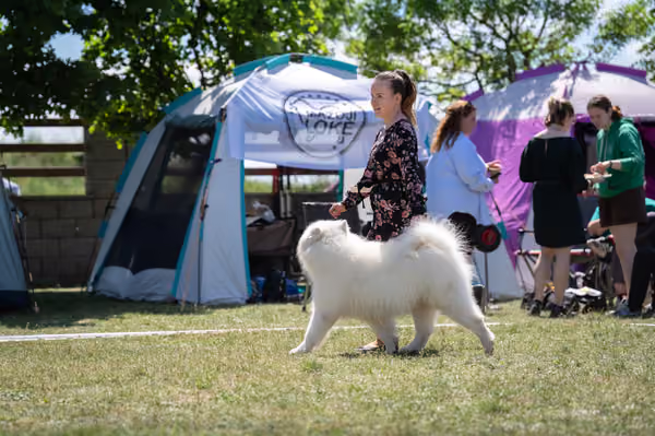 Samojed klub SK — DSC03555