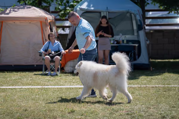 Samojed klub SK — DSC03515